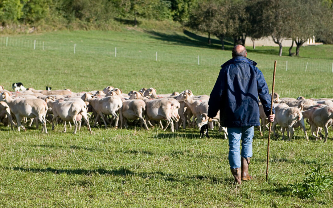 11- Pastoralisme en vallee du Louron